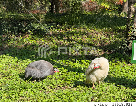 Helmeted guineafowl birds walking on grass in a park under sunlight. Wildlife observation, natural behavior, outdoor habitat, and peaceful environment Helmeted guineafowl birds walking on grass in a park under sunlight. Wildlife observation, natural behavior, outdoor habitat, and peaceful environment 139183922