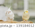 木の枝に並ぶ白と黄緑の仲良しオカメインコさん 139184012