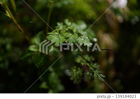 雨粒の滴る葉 雨粒の滴る葉 139184021