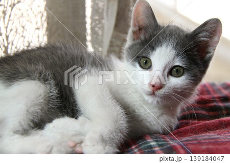 子猫 横たわるかわいい猫 室内のペットライフイメージ 子猫 横たわるかわいい猫 室内のペットライフイメージ 139184047
