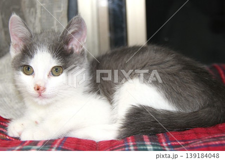 子猫 クローズアップ 室内でくつろぐかわいい猫 ペットの癒しイメージ 子猫 クローズアップ 室内でくつろぐかわいい猫 ペットの癒しイメージ 139184048