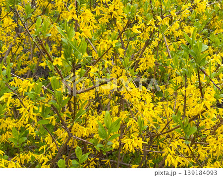 Yellow forsythia flowers blooming on dense branches with fresh green leaves in spring. Seasonal garden color, botanical texture, renewal, and natural abundance Yellow forsythia flowers blooming on dense branches with fresh green leaves in spring. Seasonal garden color, botanical texture, renewal, and natural abundance 139184093