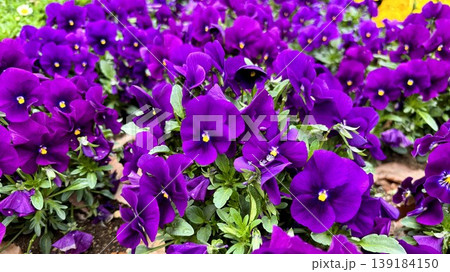 紫の花びらが輝くビオラの満開の花壇 139184150