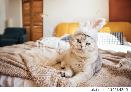 Domestic cat wearing bunny ears lying on a bed with patterned blanket, cozy bedroom setting featuring wooden furniture and soft lighting Domestic cat wearing bunny ears lying on a bed with patterned blanket, cozy bedroom setting featuring wooden furniture and soft lighting 139184246