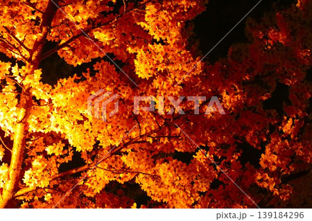 夜桜 139184296