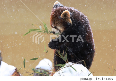 笹の葉を食べるレッサーパンダ 139184305