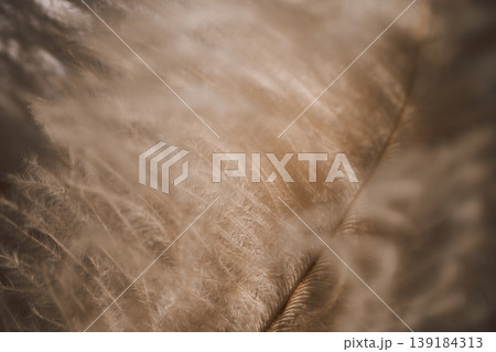Close-up view of soft, feathery plant fibers in warm beige tones, creating a delicate and textured natural background with intricate details visible Close-up view of soft, feathery plant fibers in warm beige tones, creating a delicate and textured natural background with intricate details visible 139184313