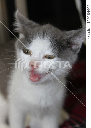 子猫 あくびするかわいい猫 クローズアップ ユーモラスな表情 子猫 あくびするかわいい猫 クローズアップ ユーモラスな表情 139184406