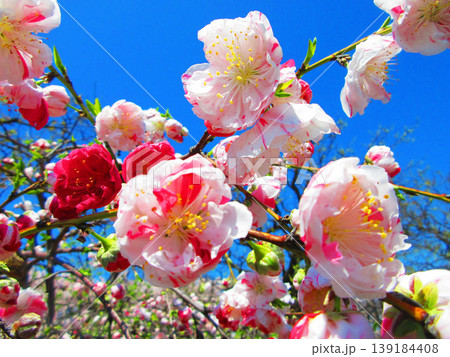 ハナモモの花と青空の風景(2026年撮影) ハナモモの花と青空の風景(2026年撮影) 139184408