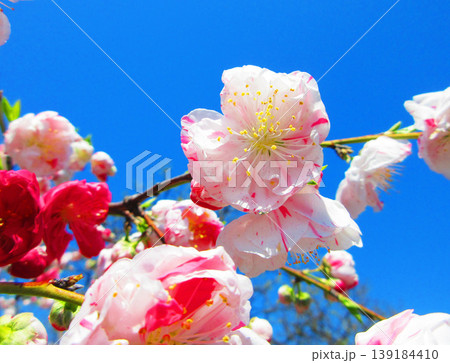 ハナモモの花と青空の風景(2026年撮影) ハナモモの花と青空の風景(2026年撮影) 139184410