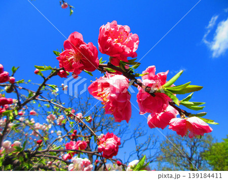 ハナモモの花と青空の風景（2026年撮影） 139184411