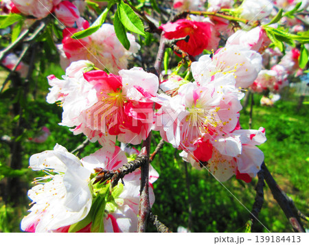 ハナモモの花と青空の風景(2026年撮影) ハナモモの花と青空の風景(2026年撮影) 139184413