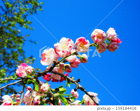 ハナモモの花と青空の風景(2026年撮影) ハナモモの花と青空の風景(2026年撮影) 139184416