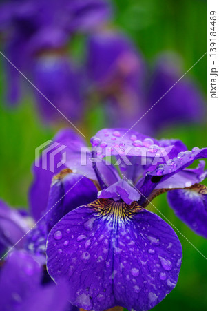 初夏の訪れを告げる雨露に濡れた菖蒲の花 縦構図 初夏の訪れを告げる雨露に濡れた菖蒲の花 縦構図 139184489