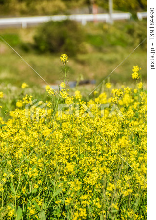 土手に咲く菜の花 139184490