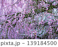 鈴鹿の森庭園 139184500