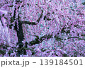鈴鹿の森庭園 139184501