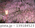 鈴鹿の森庭園 139184523