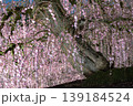 鈴鹿の森庭園 139184524