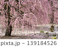 鈴鹿の森庭園 139184526