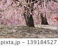 鈴鹿の森庭園 139184527