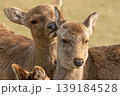 奈良公園の鹿 139184528