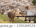 奈良公園の鹿 139184529