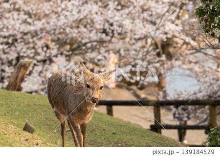 奈良公園の鹿 139184529