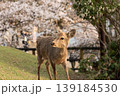 奈良公園の鹿 139184530