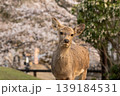 奈良公園の鹿 139184531