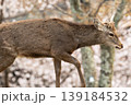 奈良公園の鹿 139184532