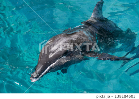 水中を泳ぐイルカのクローズアップ｜透明な青い水と海の生き物 139184603