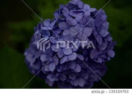 岐阜弓削寺の紫陽花 岐阜弓削寺の紫陽花 139184703