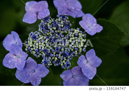 岐阜弓削寺の紫陽花 岐阜弓削寺の紫陽花 139184747