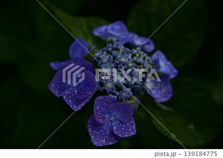岐阜弓削寺の紫陽花 岐阜弓削寺の紫陽花 139184775