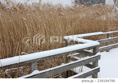 雪は枯れた葦の穂先を彩り冬の風景を 雪は枯れた葦の穂先を彩り冬の風景を 139184780