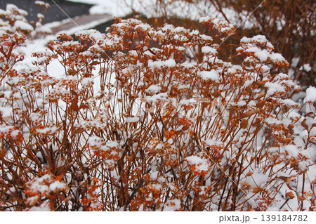 雪は冬枯れの植物にも積もって 雪は冬枯れの植物にも積もって 139184782