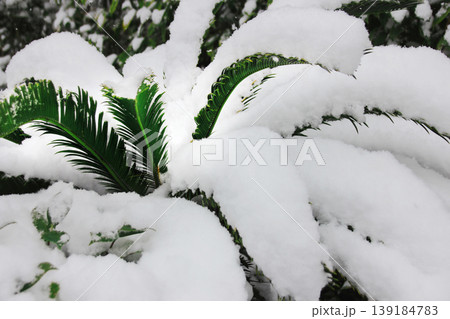 雪はグリーンの葉を隠すように積もり 雪はグリーンの葉を隠すように積もり 139184783
