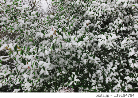 雪は木々のグリーンの葉を隠すように積もり 雪は木々のグリーンの葉を隠すように積もり 139184784