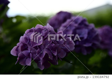 岐阜弓削寺の紫陽花 岐阜弓削寺の紫陽花 139184792