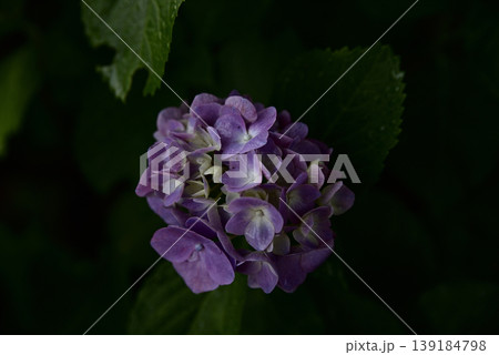 岐阜弓削寺の紫陽花 岐阜弓削寺の紫陽花 139184798