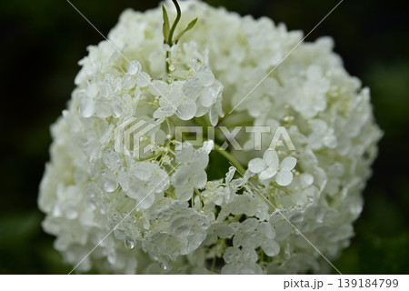 岐阜弓削寺の紫陽花 岐阜弓削寺の紫陽花 139184799