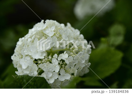 岐阜弓削寺の紫陽花 岐阜弓削寺の紫陽花 139184836