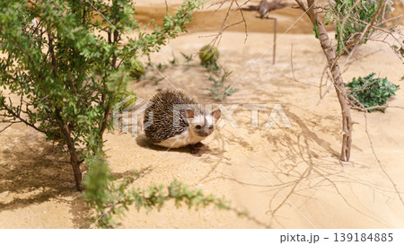 Doha, Qatar - Jan 06 2024, A close up view of a stuffed animal, a desert hedgehog, with some plants in the foreground and background, on exhibition at the National Museum of Qatar, Doha, Qatar 139184885