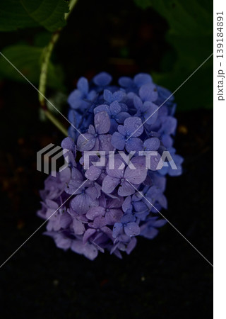 岐阜弓削寺の紫陽花 岐阜弓削寺の紫陽花 139184891