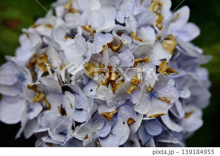 岐阜弓削寺の紫陽花 139184955