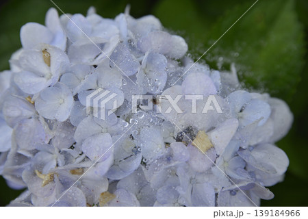 岐阜弓削寺の紫陽花 岐阜弓削寺の紫陽花 139184966