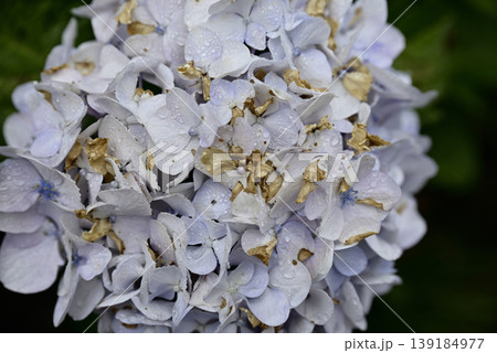 岐阜弓削寺の紫陽花 岐阜弓削寺の紫陽花 139184977