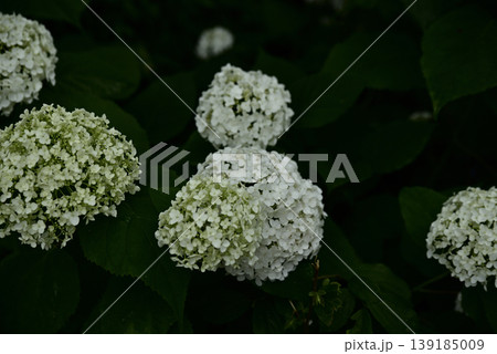 岐阜弓削寺の紫陽花 139185009