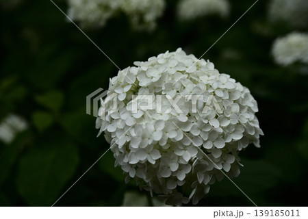 岐阜弓削寺の紫陽花 岐阜弓削寺の紫陽花 139185011